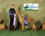 1st and fawn color champion