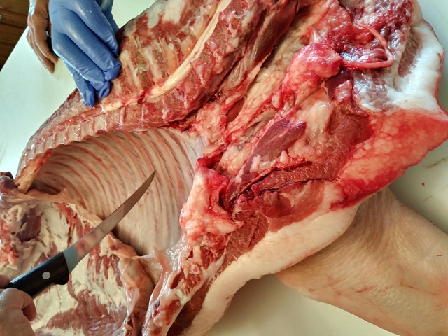 Counting ribs for removing the shoulder.