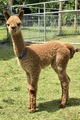 Gipsy Rose’ first cria “Gold Flame”(male). Sire: G.Tribe’s Oswald