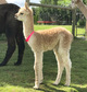 Southwest’s first cria “Sequoia” (female), sold at Futurity