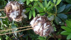 Nesting balls for out feathered friends to make their nests warm and cozy. $8 each