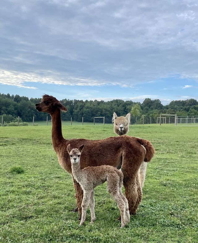 Sixtus Reign with 2 day old male cria for 2022 and 2021 cria Little Lucie