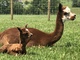 Aqualina with 2019 cria Miss Indy