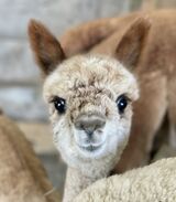 Look at that cria face 22
