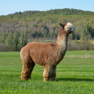 Taji - Full Fleece May 2023