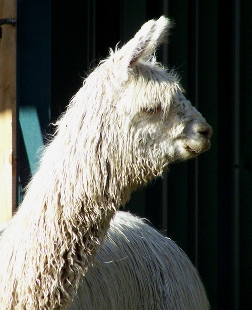 A 6 month old Suri Alpaca