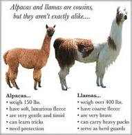 Rising Sun Exotics: *Alpaca vs Llama, What are the Differences??