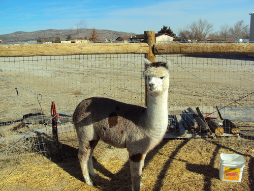 Alpacas For Sale: SIX PENNY ROSE: Huacaya, Female, Proven ...