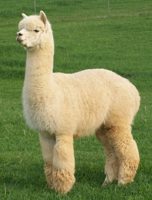 alpaca