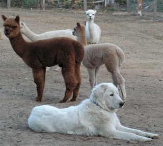 alpaca guard dog