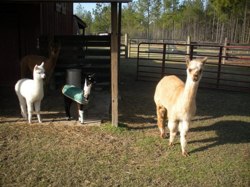 Openherd: Zuni Tree & Alpaca Farm is a farm located in Zuni, Virginia owned by Shirley & Ronald ...