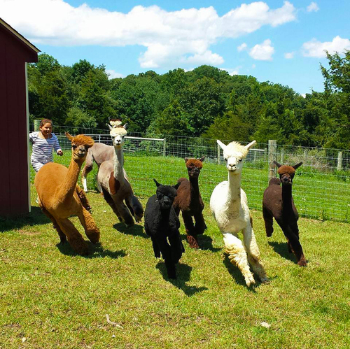 Openherd: Humming Meadows Alpacas is an alpaca farm located in Newton