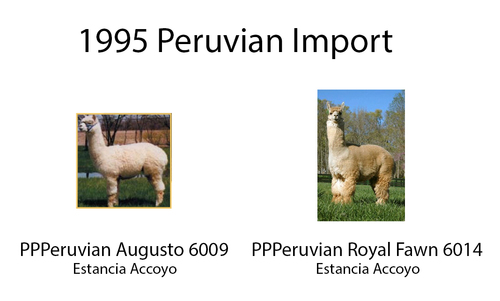 Openherd - Alpacas at Alpine Ranch - Blog - The Top 12 Peruvian Imported  Huacaya Alpaca Studs - Openherd