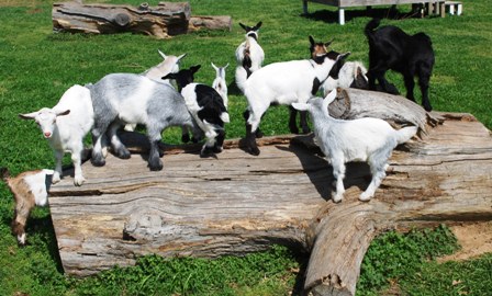 Goatzz: 7F Ranch is a goat farm located in Joaquin, Texas owned by Barbara. a goat farm