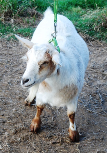 Goatzz: 7F Ranch is a goat farm located in Joaquin, Texas owned by Barbara. a goat farm