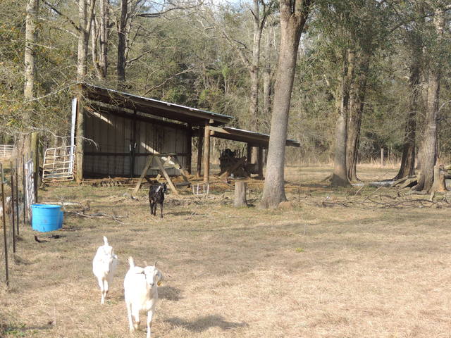 Goatzz: B and W Kiko Ranch is goat farm located in Covington, Louisiana owned by Bryan or Wayne ...