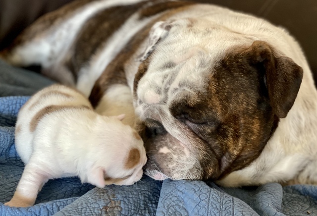 Daisy-Mae (Mom) & Previous Pup