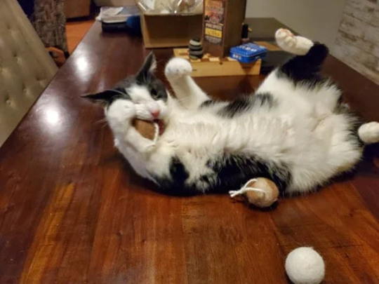 Moe enjoying cat toys