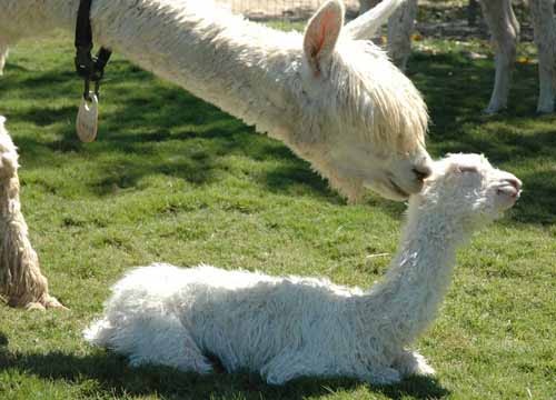 Openherd: Alpacas at Windy Hill is Alpaca Breeding Ranch located in Somis,  California owned by Cindy Harris. Alpaca Breeding Ranch