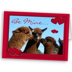 Alpaca Valentine Card