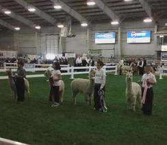 One of our students winning in a Youth Showmanship Class!