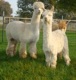 Quality Huacaya & Suri Breeding Stock; Fiber Alpacas; Companions & Pets!