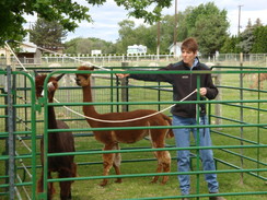 Marty teaches about Approaching in the 2010 Clinic at Sandollar Alpacas