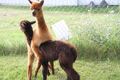 We do not produce two headed alpacas.