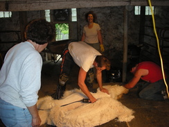The production begins - Fleece harvest.