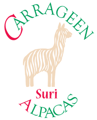 Carrageen Suri Alpacas LLC - Logo
