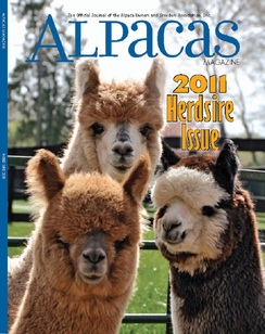 Huacaya alpacas