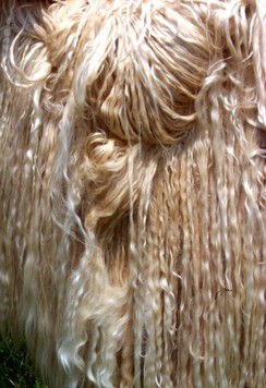 Suri - closest animal fiber to silk