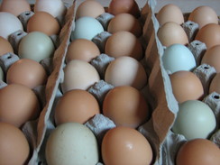 Our Farm Fresh Eggs