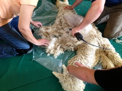 Annual shearing of prized alpaca fiber.