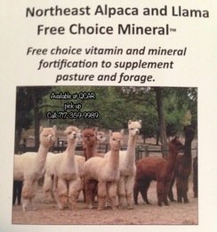 Alpaca Feed - Free Choice Mineral