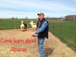 Come Learn About Alpacas