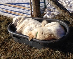Busted!  Grace and Hope caught snoozing in the hay bin