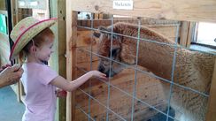 Little visitor feeds herd sire  Mackenzie