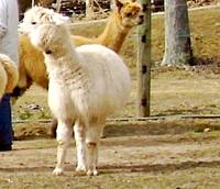 Harmony Springs Alpaca Farm - Logo