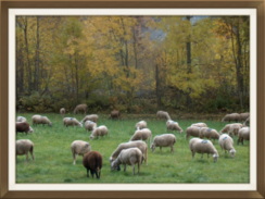 Pasture Raised Sheep