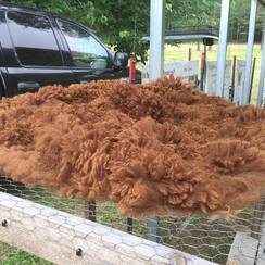 Students will be able to touch the fleece and see final products made from the alpaca yarn.