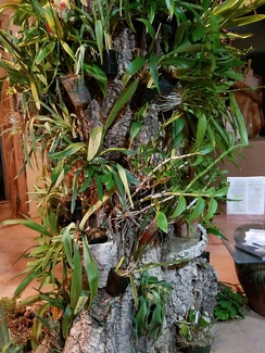 Finished tree with orchids attached