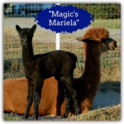 Magic's Mariela (Girl)