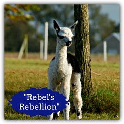 Rebel's Rebellion (Boy)