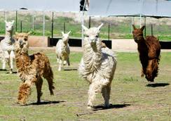 Alpacas running for treats!