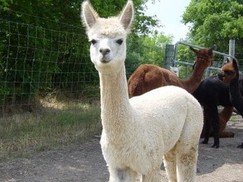 Photo of Yarn, Light fawn alpaca yarn