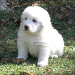 Pyr Pup