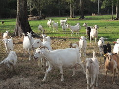 Goatzz: B and W Kiko Ranch is goat farm located in Covington, Louisiana owned by Bryan or Wayne ...