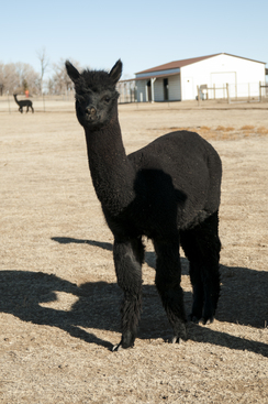 Alpacastreet The Largest Fastest Alpaca Search In North America