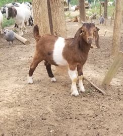 Boer Buckling / goat, brown with a white